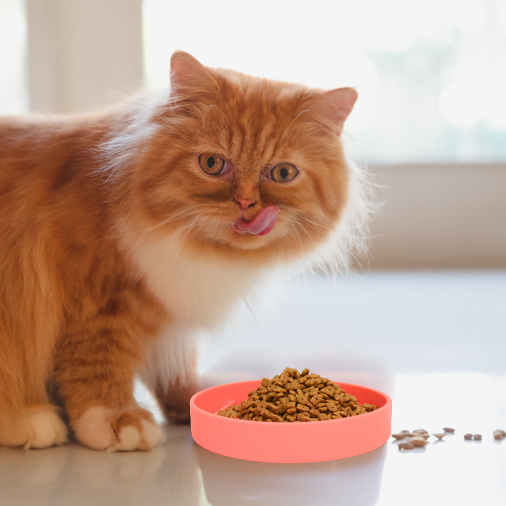 Slow Feeder Dog Cat Rainbow Bowl